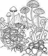 Coloring Pages Forest Popular sketch template