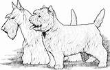 Cani Stilizzati Facili Razze Highland sketch template