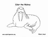 Walrus Coloring sketch template