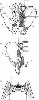 Joint Sacroiliac Anatomy Ligaments Iliolumbar Ligament Sacrospinous Posterior Anterior Fig sketch template