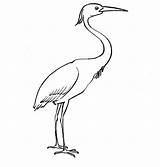 Crane Bird Sandhill Heron Designlooter sketch template