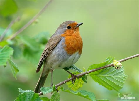 robin  robin images nature wildlife pictures naturephoto