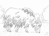 Yak Coloring Grazing Pages Printable Main Supercoloring Categories Designlooter Skip sketch template