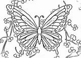Butterfly Coloring Pages Butterflies Rainbow Colouring Description Color Kids Print Printable Adult Choose Board Easter Drawings Expose Homelessness sketch template