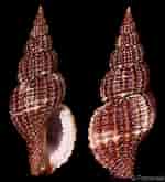 Afbeeldingsresultaten voor "raphitoma Purpurea". Grootte: 150 x 165. Bron: www.gastropods.com