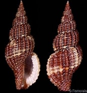 Afbeeldingsresultaten voor "raphitoma Purpurea". Grootte: 173 x 185. Bron: www.gastropods.com