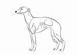 Whippet Greyhound Outline sketch template