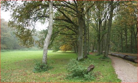 het amsterdamse bos