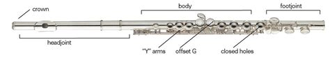 flute anatomy anatomical charts posters