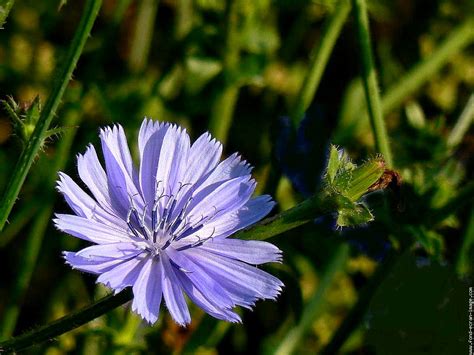 chicoree chicory