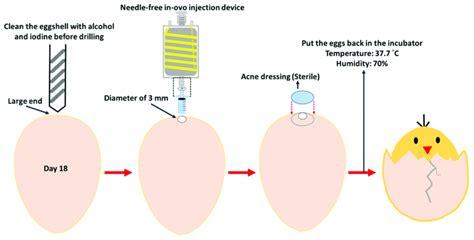Needle Free In Ovo Injection Procedure Of Embryonic Eggs On Day 18