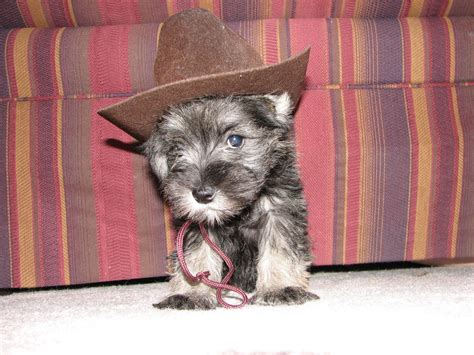 cowboy puppy  photo  freeimages