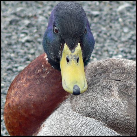 duck face  photo  flickriver