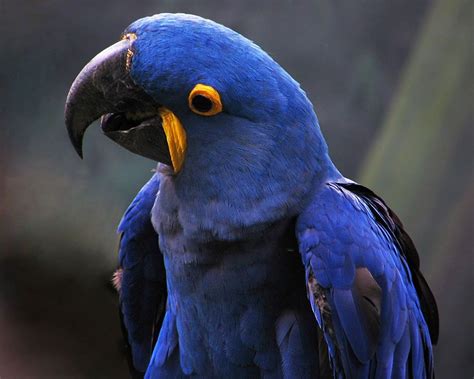 blue parakeet photographic print unframed blue parakeet beautiful birds lovely nature