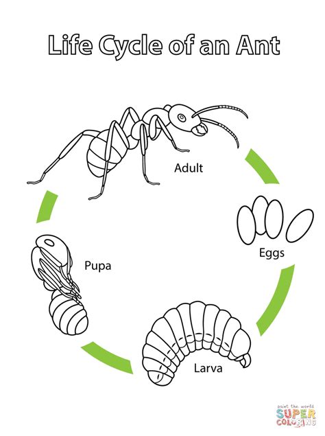 life cycle   ant coloring page  printable coloring pages