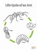 Cycle Ant Life Coloring Pages Ants Printable Kids Science Worksheets Biology Preschool Supercoloring Drawing Crafts Insect Super Insects Grasshopper Education sketch template