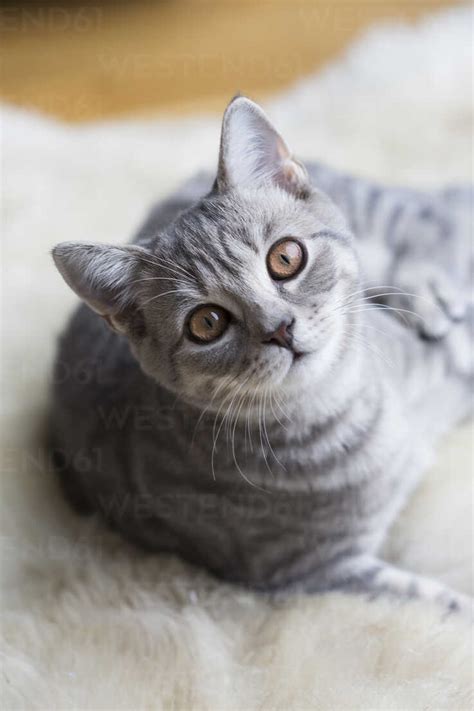 30 top images short haired british blue kittens meet the must have
