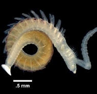 Afbeeldingsresultaten voor Slikkokerworm Orde. Grootte: 190 x 185. Bron: www.waddenacademie.nl
