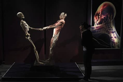 june    plastinated human bodies exhibit