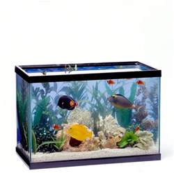 fish  small tanks  shown     aggressive   york