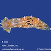 Afbeeldingsresultaten voor "polycera Notha". Grootte: 105 x 106. Bron: molluscsoftasmania.org.au