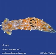 Afbeeldingsresultaten voor "polycera Notha". Grootte: 187 x 185. Bron: molluscsoftasmania.org.au