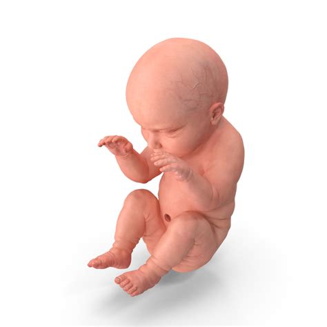 human embryo fetus png images psds   pixelsquid