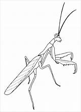 Mantis Praying Mantide Religiosa Insetti Coloradisegni Coloringbay Cycle Cookie sketch template
