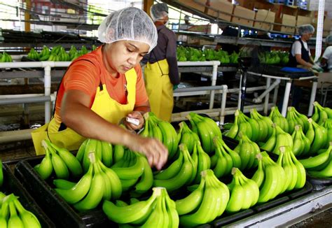 Exportaciones De Bananos Se Espera Que Superen Los 500 Millones De