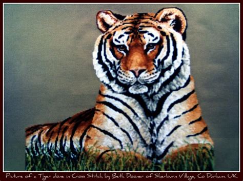 tiger cross stitch  beth dooner picture   tiger don flickr