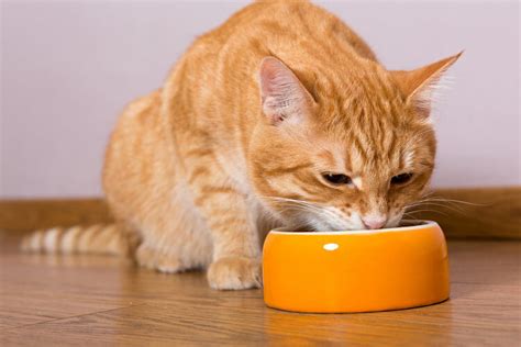 grain  cat food pet life today