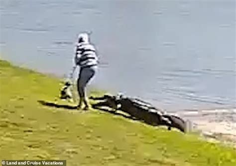 footage shows 10ft alligator stalking 85 year old woman before bursting