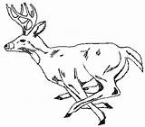 Deer Coloring Drawings Color Whitetail Pages Bucks Big Template Tail Clipart Sketches Clipartbest Animal Gif Use Sketch sketch template