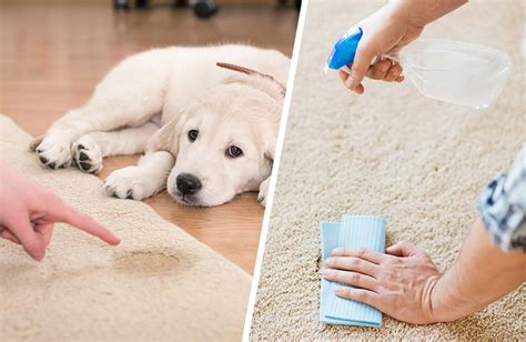 carpet cleaning solution  pet stains  eliminates odor