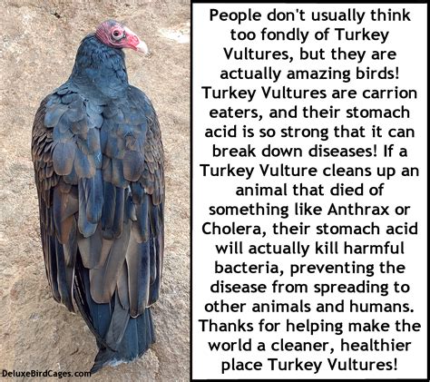 turkey vulture bird fact bird facts bird vulture