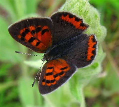 Small Black And Orange Butterfly Lycaena Phlaeas