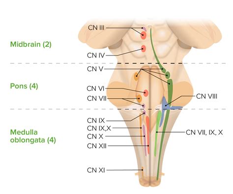 brainstem cranial nerve nuclei anatomy  brainstem   clinical sexiz pix
