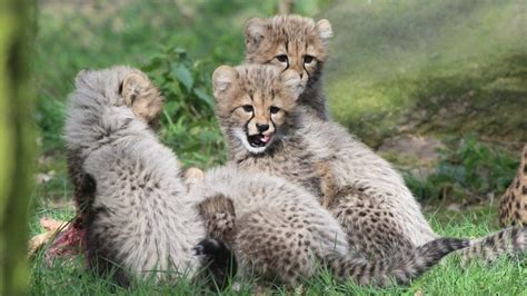 jachtluipaard welpjes cheetah cubs beekse bergen  youtube