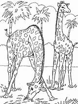 Colorat Girafa Fise Plansa Girafe Fisa sketch template