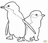 Coloring Penguin Pages Penguins Pittsburgh Fabulous Marvelous Entitlementtrap sketch template