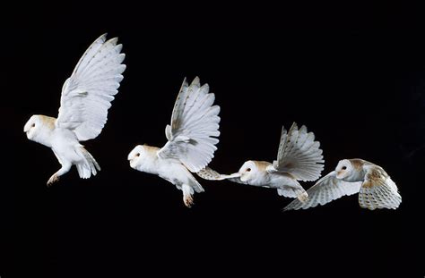 barn owl flying photograph  john daniels fine art america