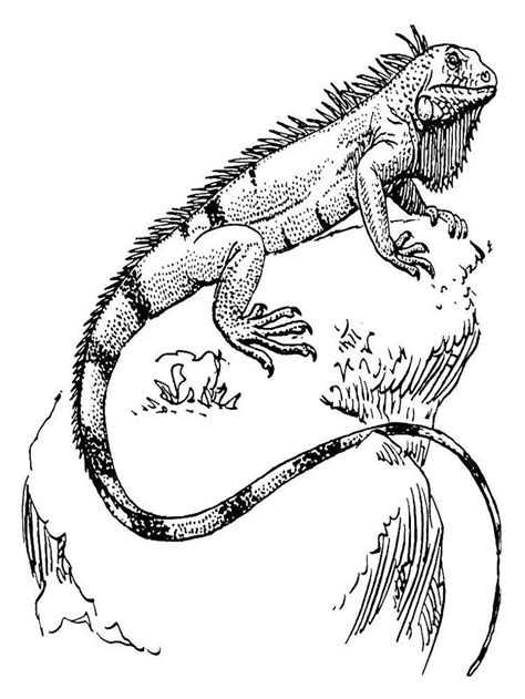 print iguana coloring pages keeping reptiles   longer