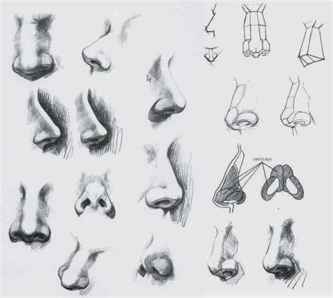 nose drawing reference  sketches  artists