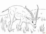 Aardvark Coloring Animal Getdrawings Drawing sketch template