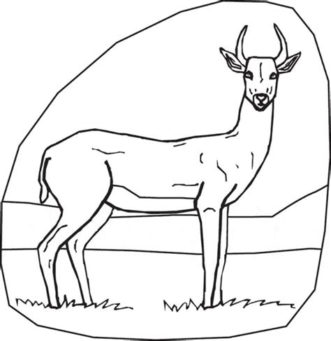 coloring pages coloring pages gazelle printable  kids adults