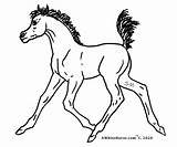 Foal sketch template