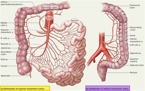 mesenteric artery anatomy function branches and mesenteric artery ischemia