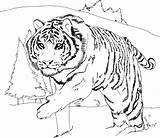 Big Coloring Pages Cat Printable Getcolorings Color sketch template