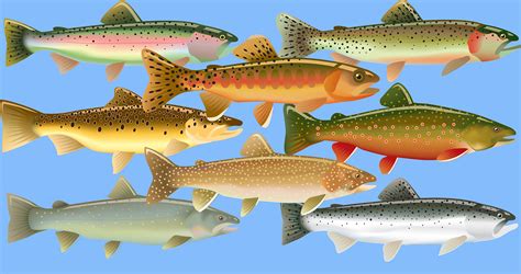 trout  north america  complete guide