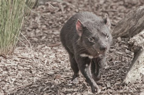 wollongong symbio wildlife park tasmanian devil teeth flickr